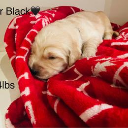 Boy 5 - Golden male Golden Retriever puppy in Carmichael, California from Sadie Lane Family Goldens