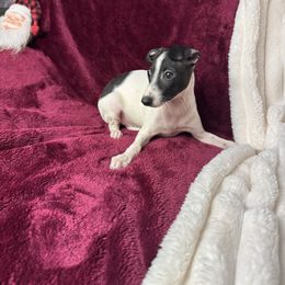Cookie - White and black male Italian Greyhound puppy in Wilkes Barre, Pennsylvania from Laraz Pupz