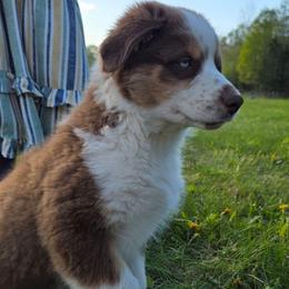 Cristiano FIFA - Red tri-color male Australian Shepherd puppy in Solon, Maine from Mountain Range Australian Shepherds