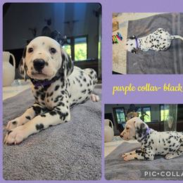 Purple - White and black female Dalmatian puppy in Pulaski, Tennessee from River Valley Forge Dalmatians