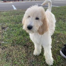 Goldendoodle Puppies from Toneytails Doodles