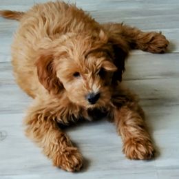 Goldendoodle Puppies from Brulee Doodles