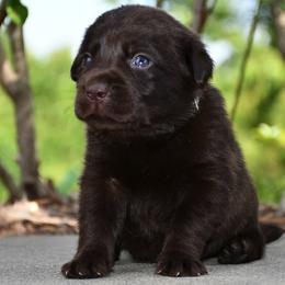 Boy 1 - Chocolate male Labrador Retriever puppy in North Wilkesboro, North Carolina from Sunset Ridge Labs