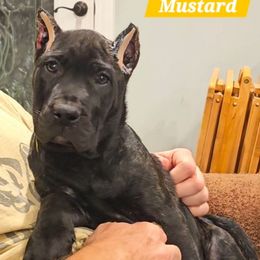 Mustard Collar - Tiger female Perro de Presa Canario puppy in Pocahontas, Illinois from Cabeza Grande Kennel