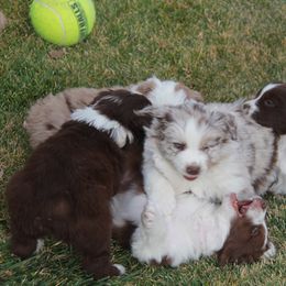 Australian Shepherd Puppies from Big Sky Aussies