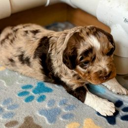 Red Merle, Female - Red merle female Aussiedoodle puppy in Parma, Idaho from Arena Valley Acres