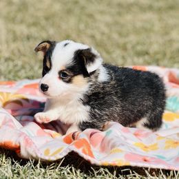Australian Shepherd, Lagotto Romagnolo, and Pembroke Welsh Corgi Puppies from SS Australian Shepherds