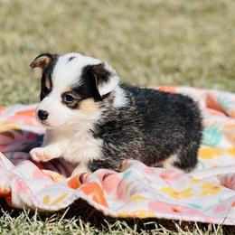 Australian Shepherd, Lagotto Romagnolo, and Pembroke Welsh Corgi Puppies from SS Australian Shepherds