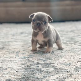 Boy 1 - Tricolors French Bulldog puppy in New York from Lady French