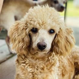 Rosie - Poodle