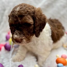 Jolly Rancher - Tri-color Bernedoodle puppy in San Antonio, Texas from Chocolate Pet Connection