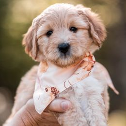 Gemma - Cream female Goldendoodle puppy in Acton, Maine from Silver Pines Pups