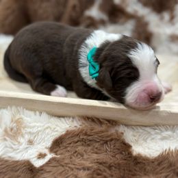 Green collar with tail - Red tri male Miniature Australian Shepherd puppy in 32046, Florida from River Hill Ranch