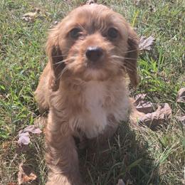 Tanna - Apricot female Cavapoo puppy in Lebanon, Kentucky from Mosaic Merle Doodles