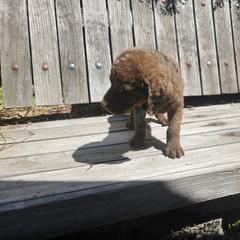 Boy 4 - Chesapeake Bay Retriever puppy in Merlin, Oregon from Creekside Chesapeakes