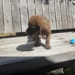 Boy 4 - Chesapeake Bay Retriever puppy in Merlin, Oregon from Creekside Chesapeakes