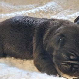 Akita and Shiba Inu Puppies from Khshibas-khakitas