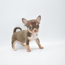 Pixie - Chocolate and tan female Chihuahua puppy in Bulls Gap, Tennessee from Smokey Mountain Chihuahuas