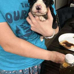 Snuggles OFA - Black rust and white female Bernese Mountain Dog puppy in Strasburg, Ohio from Lois Allison