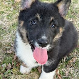 Black Wolf Pup - Black and tan male American Corgi puppy in Heyworth, Illinois from Schumaker Corgis