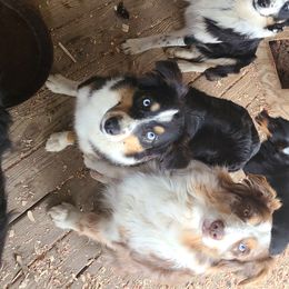 Australian Shepherds from Bama Mountain