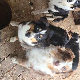 Australian Shepherds from Bama Mountain