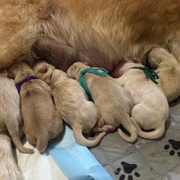 Blue, Green, Grey, Orange, Red - Golden male Golden Retriever puppy in Yuba City, California from Family Loved Golden Retrievers