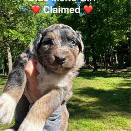 AKC Spoken for - Blue merle female Australian Shepherd puppy in Prairie Grove, Arkansas from IQ Farms