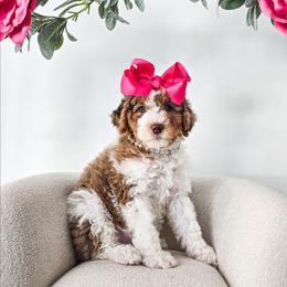 Arwen - Chocolate merle female Bernedoodle puppy in Gaylord, Michigan from Dog Mom Co. Doodles