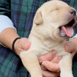 Labrador Retrievers from Katydid Farm