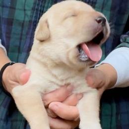 Labrador Retrievers from Katydid Farm