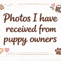 Pembroke Welsh Corgi Puppies from Ruidoso's Crowned Companions