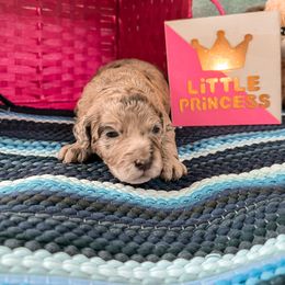 Goldendoodle Puppies from The Dood Effect