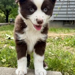 Lucky - Red male Miniature Australian Shepherd puppy in Sandy Hook, Kentucky from RidgeTop Aussies