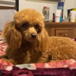 Pumpkin - Poodle
