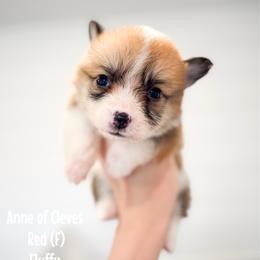 Red - Anne of Cleves (fluffy) - Red female Pembroke Welsh Corgi puppy in Milan, Georgia from Williams’ Welsh Corgis LLC