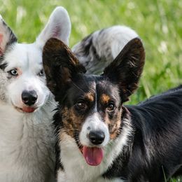 Cardigan Welsh Corgis from Shinra Cardigan Welsh Corgis