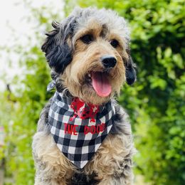 Goldendoodles and Poodles from Colorful Creations Doodles and Poodles