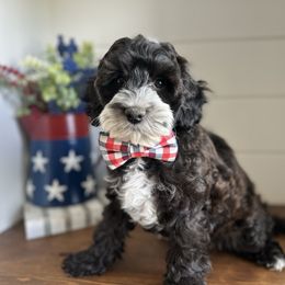 Razz - Sable male Cavapoo puppy in West Haven, Utah from Harper Haven Cavapoos & Doodles