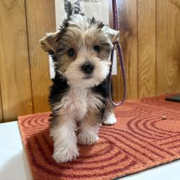 Boy 3 - Parti male Yorkshire Terrier puppy in Bear Creek, North Carolina from Yorkie Time