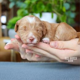 Buzz - Apricot male Goldendoodle puppy in Salado, Texas from Red Ranch Dogs