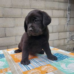Labrador Retriever Puppies from Dolce Amore Labradors