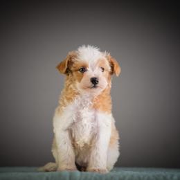 Razzle - Apricot female Schnoodle puppy in Caldwell, Idaho from Boise Doodle Co.