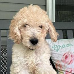 Dean - Apricot male Goldendoodle puppy in Camden, North Carolina from Oopsie Doodles of NC