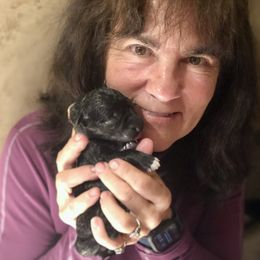 German Shepherd Puppies from Ransomshire Shepherds