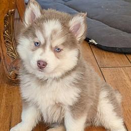 DxKb1 - Lavender male Pomsky puppy in Charlotte, Michigan from Moore Pomskies