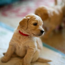 Goldendoodle Puppies from Jennifer's Canines