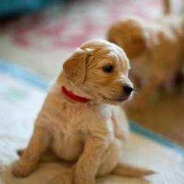 Goldendoodle Puppies from Jennifer's Canines