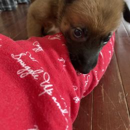 Belgian Malinois Puppies from Pyrex Kennels