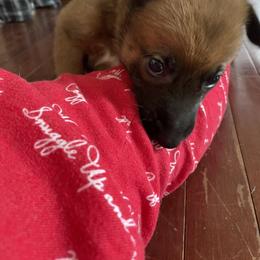 Belgian Malinois Puppies from Pyrex Kennels